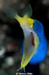 A blue ribbon eel at Coral Gardens in Tulamben, Bali. by Tammy Gibbs 